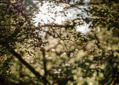 Sonnenlicht durch Zweige mit Beeren